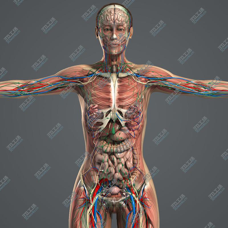 images/goods_img/202104022/Female Anatomy Pack Complete (Textured)/2.jpg